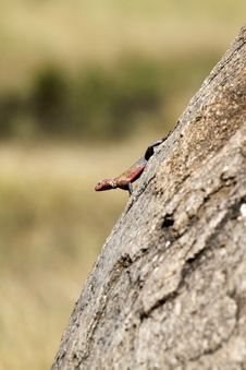 Red-headed Rock Agama Lizard Stock Images Red-headed Rock Agama Lizard Stock Images