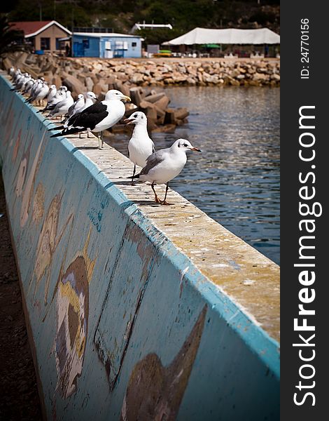 Sitting on a wall, the seagulls wait for pray. Sitting on a wall, the seagulls wait for pray