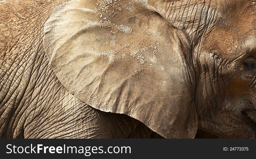 Close up photo taken from an elephants skin and ear. Close up photo taken from an elephants skin and ear