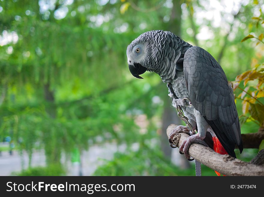 African Grey Parrot Perched On Branch