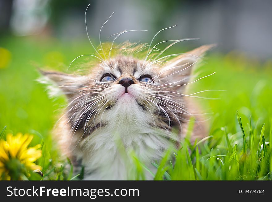 Beautiful little fluffy kitten on green grass. Beautiful little fluffy kitten on green grass