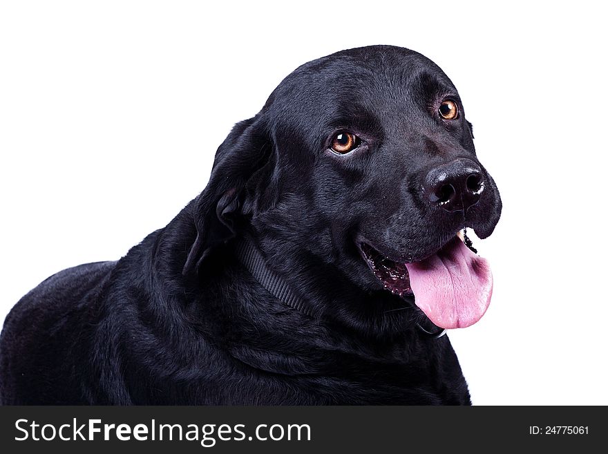 Black Labrador isolated on white