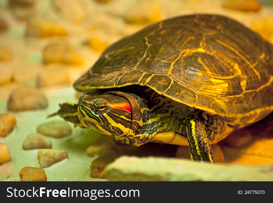 Red-eared slider