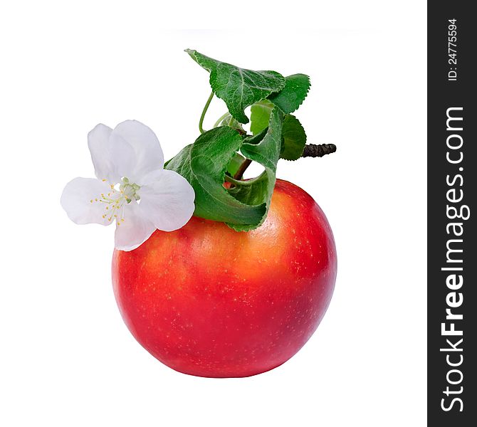 Red apple with flower isolated on white background