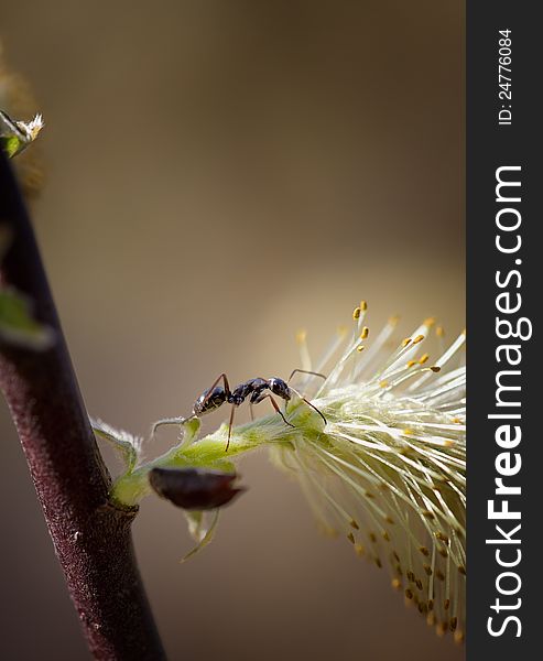 Ant Walks on Pussy Willow