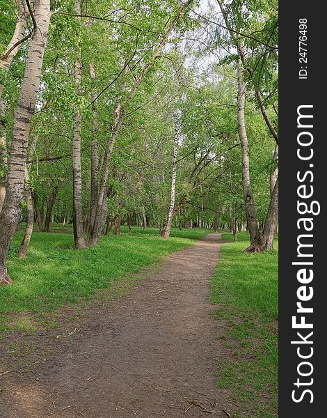 Footpath in spring park. Footpath in spring park.