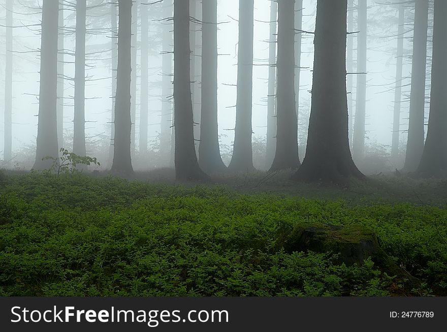 Pine - wood with fog in backcloth. Pine - wood with fog in backcloth.