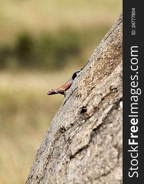 Red-headed Rock Agama Lizard