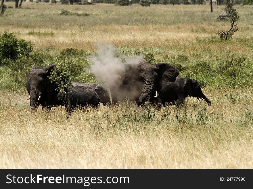 Dust Batheing Elephants