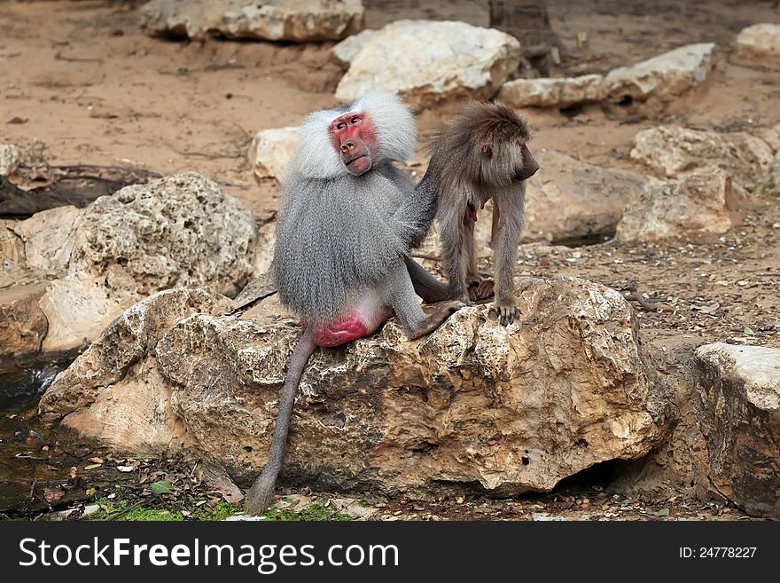 A hamadryas baboon sitting on a rock with baby. A hamadryas baboon sitting on a rock with baby