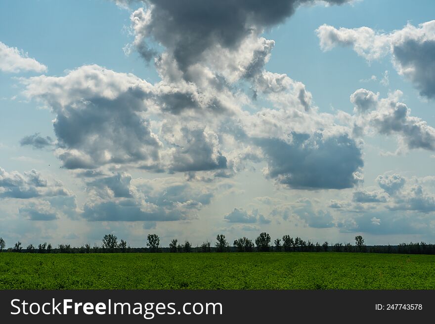 A large beautiful field for growing wheat on an industrial scale. The concept of a rich harvest and successful agribusiness. Wheat field background