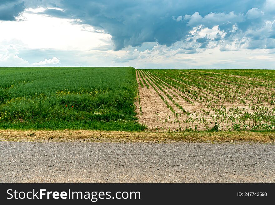 A large beautiful field for growing wheat on an industrial scale. The concept of a rich harvest and successful agribusiness. Wheat