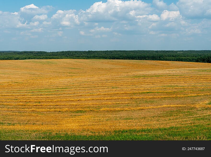 A large beautiful field for growing wheat on an industrial scale. The concept of a rich harvest and successful agribusiness. Wheat