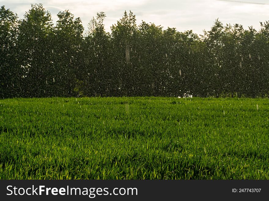 Nature Of Belarus. Endless Fields And Forests Of The Republic Of Belarus. National Nature Reserve. A Field For Growing Cereals