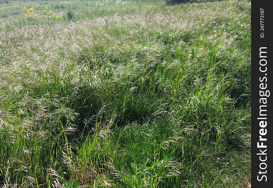 Summertime Or Green Grass Background
