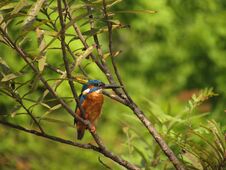 Common Kingfisher Perching On The Branch Of A Tree. Royalty Free Stock Image Common Kingfisher Perching On The Branch Of A Tree. Royalty Free Stock Image