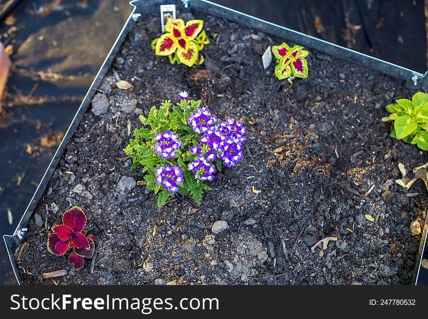 Small purple flowers blooming in the sunshine