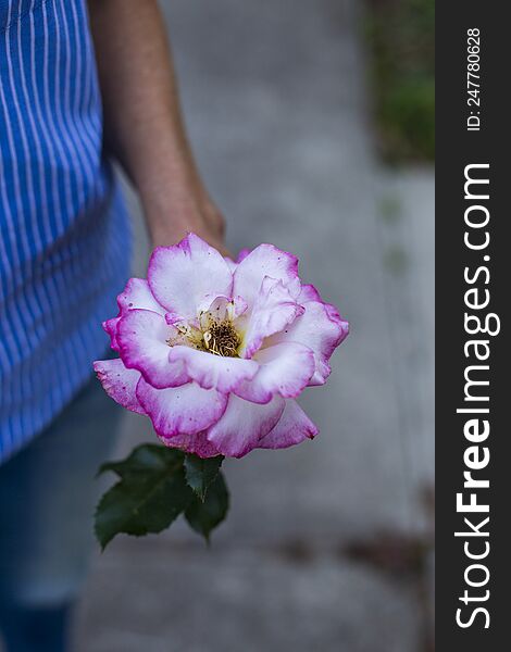 A lady holding a white and pink rose in her hand