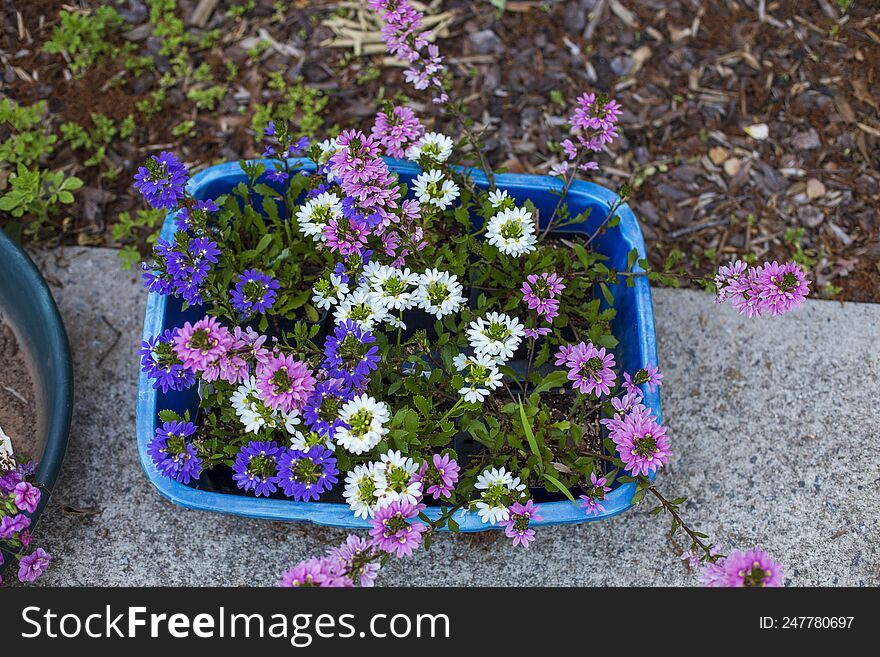 Multiple Small Colorful Flowers Blooming In The Sunshine