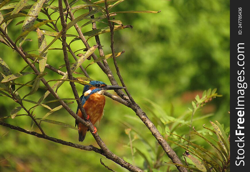 Common kingfisher perching on the branch of a tree.