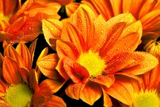 Calendula Officinalis Orange Royalty Free Stock Image