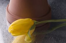 Spring Yellow Tulip Blossom On Grey Background Stock Photos Spring Yellow Tulip Blossom On Grey Background Stock Photos