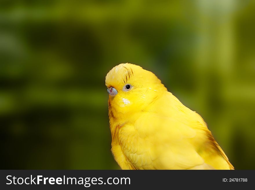 Cute yellow lovebird closeup with dark black eyes and green blurred background