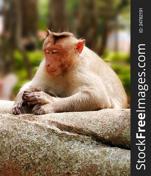 Indian macaque monkey in forest with eyes closed