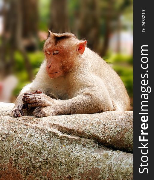 Indian Macaque Monkey In Forest With Eyes Closed