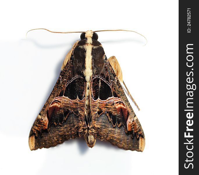 Hairy Moth With Large Wings And Serrated Antennae