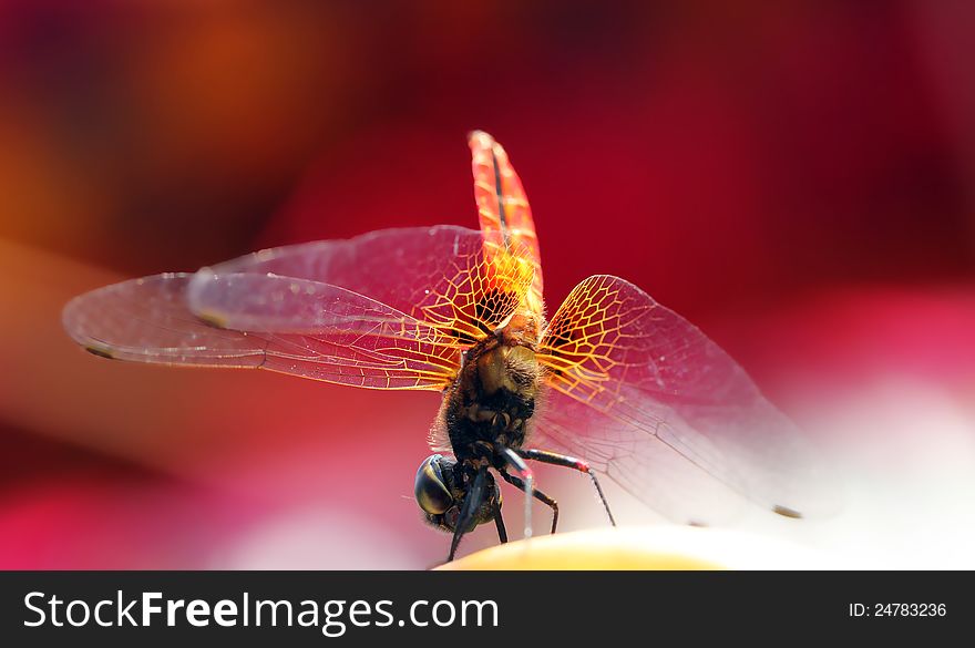 Beautiful yellow winged dragonfly with red blurred background. Beautiful yellow winged dragonfly with red blurred background