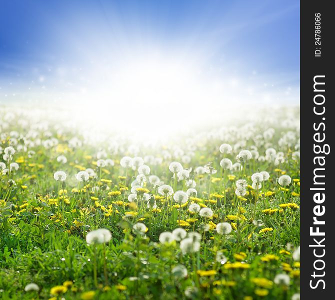 Beautiful eco background - field of blooming dandelions, green grass, bright sun, blue sky