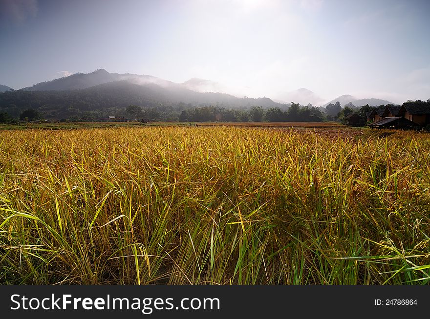 A ear of paddy is growing in the field
at Pai Maehongson Thailand. A ear of paddy is growing in the field
at Pai Maehongson Thailand