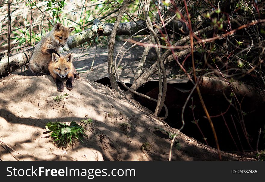 Two fox pups playing atop their den.