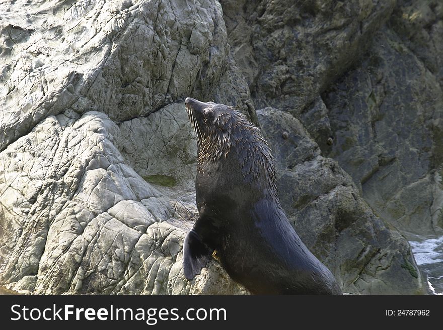 New Zealand Fur Seal Climb Up From Sea