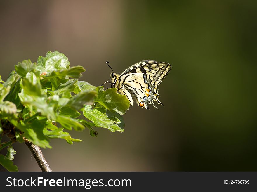 Beautiful swallowtail butterfly on the leaf