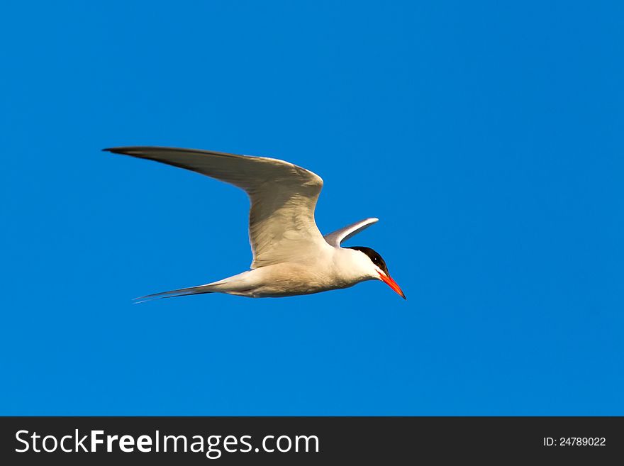 Beautiful common tern in the blue sky