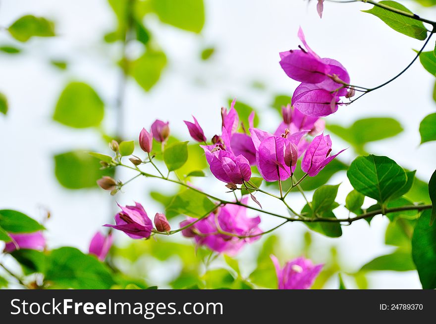 A piece of Bougainvillea