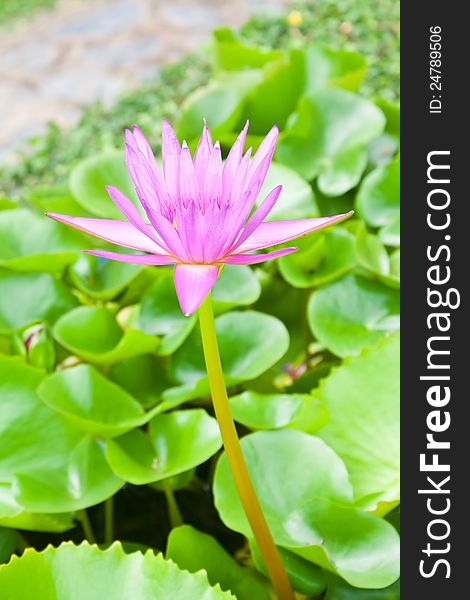 Lotus flower in green garden