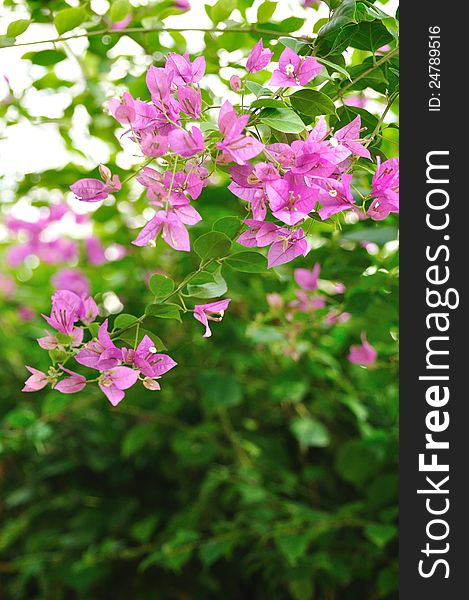 A piece of Bougainvillea flower