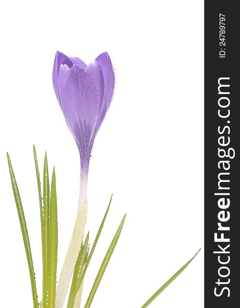 Purple beautiful spring flower of crocus isolated over white background. Purple beautiful spring flower of crocus isolated over white background