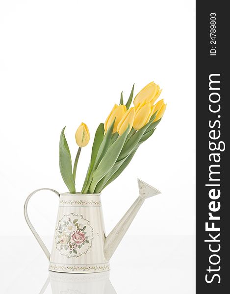 Beautiful spring cheerful tulips  in watering can isolated over white background. Beautiful spring cheerful tulips  in watering can isolated over white background