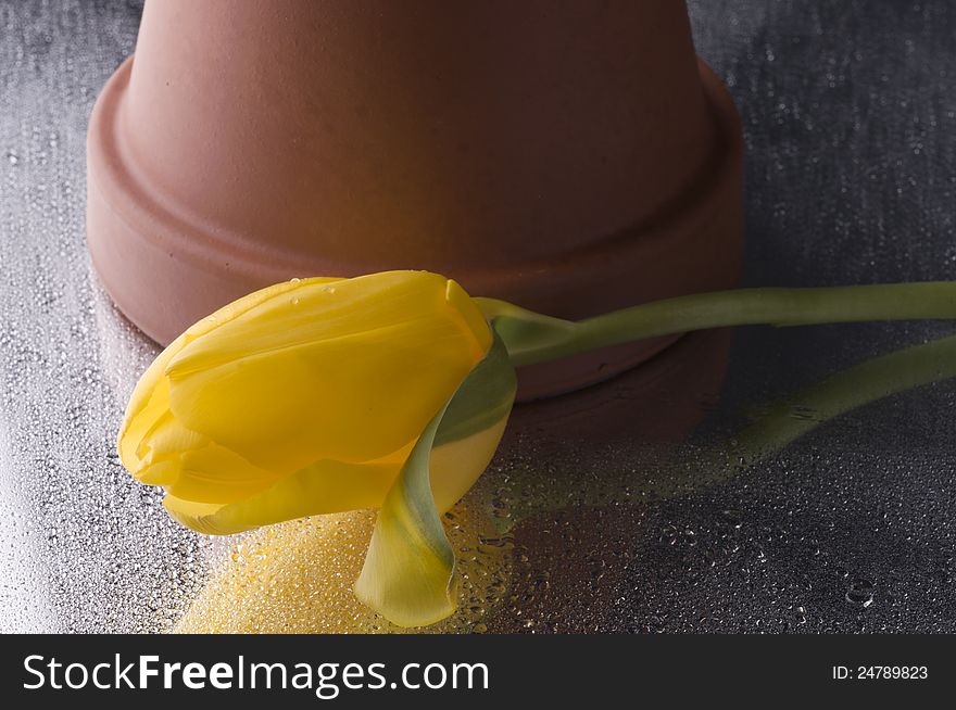 Beautiful yellow spring cheerful tulip blossom over wet grey background. Beautiful yellow spring cheerful tulip blossom over wet grey background