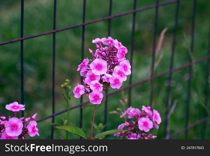 Beautiful bright flowers as a decoration of any garden or park