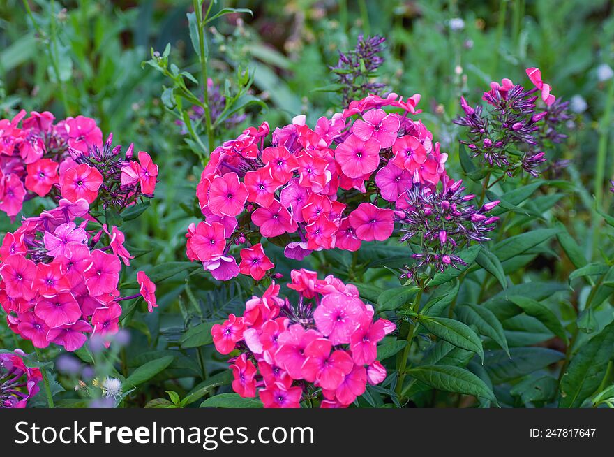 Beautiful Bright Flowers As A Decoration Of Any Garden Or Park