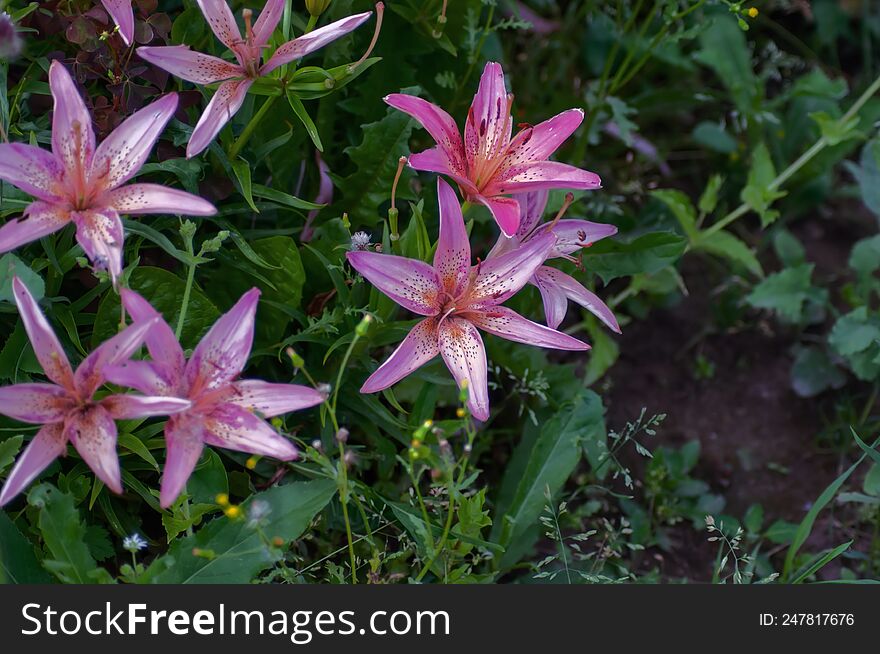 Beautiful Bright Flowers As A Decoration Of Any Garden Or Park