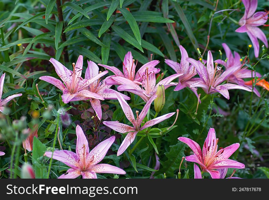 Beautiful Bright Flowers As A Decoration Of Any Garden Or Park