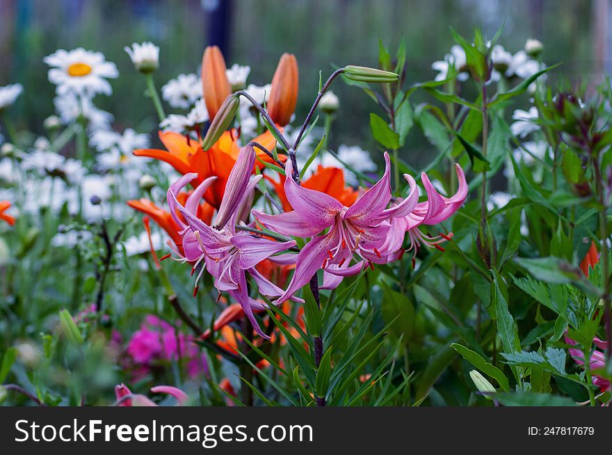 Beautiful Bright Flowers As A Decoration Of Any Garden Or Park