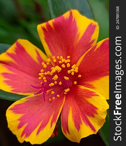 Yellow mixed red flowers are very beautiful