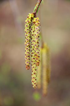 Birch Flowers. Spring. Stock Image Birch Flowers. Spring. Stock Image